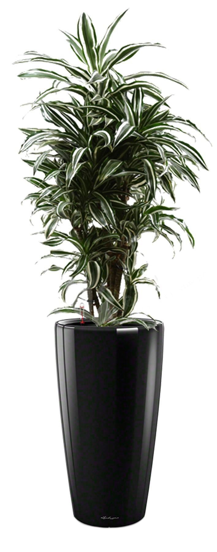 Dracaena Fragrans Warneckii in LECHUZA RONDO Self-watering Planter, Total Height 140 cm