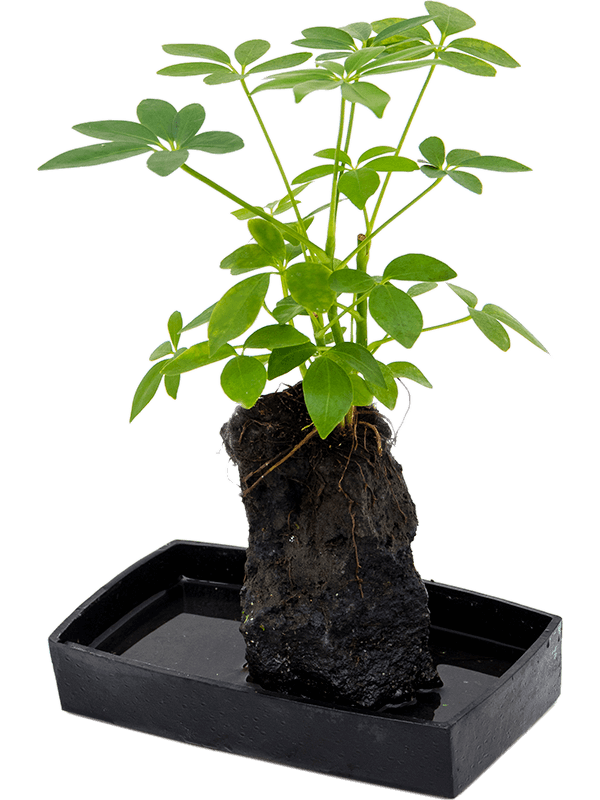 Easy-Care Umbrella Tree Lova schefflera Indoor House Plants