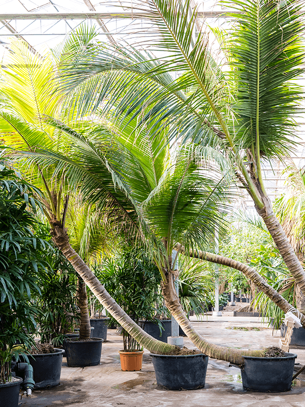 Tropical Coconut Cocos nucifera (425-475) Tall Indoor House Plants Trees