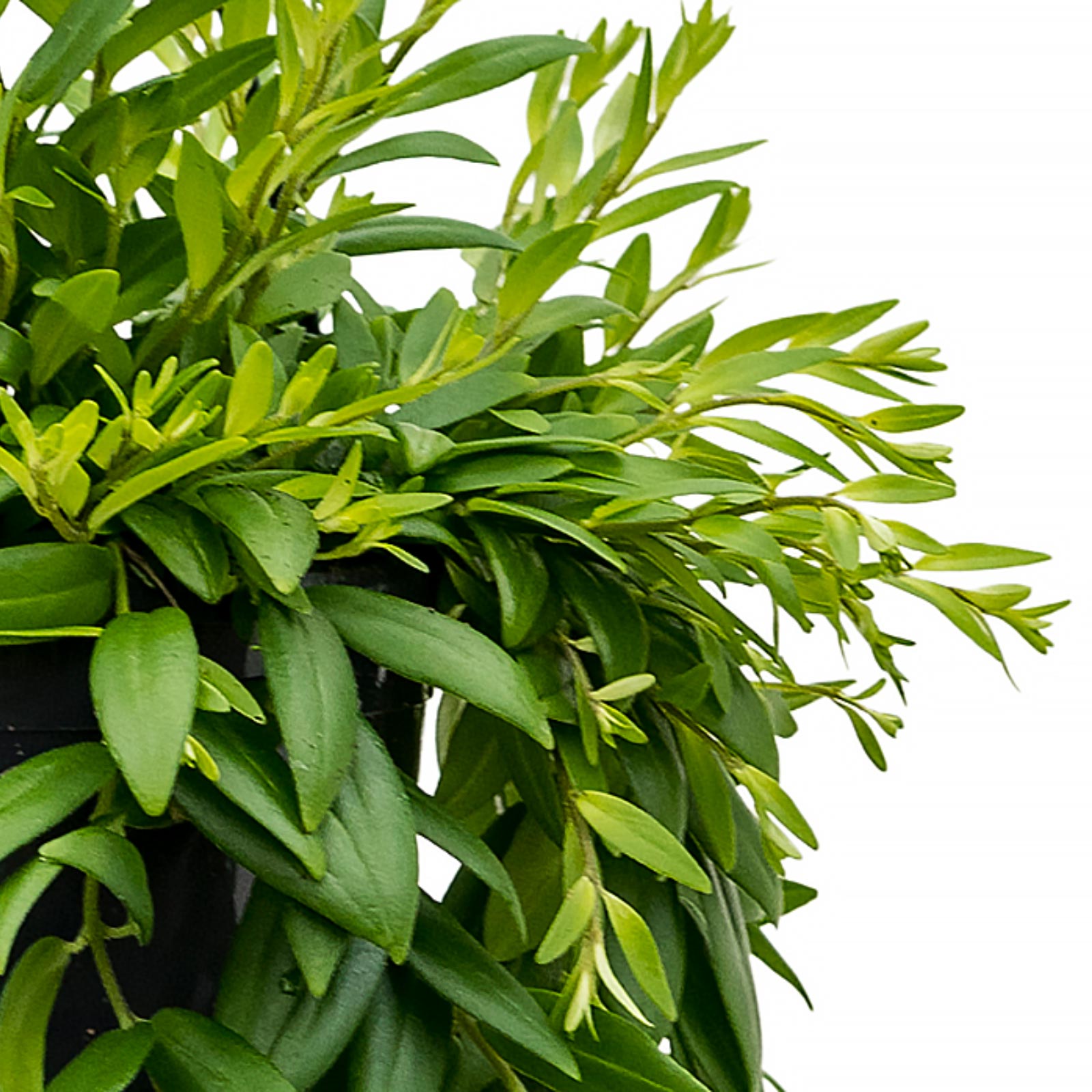 Cheerful Lipstick Plant Aeschynanthus 'Japhrolepis' Indoor House Plants
