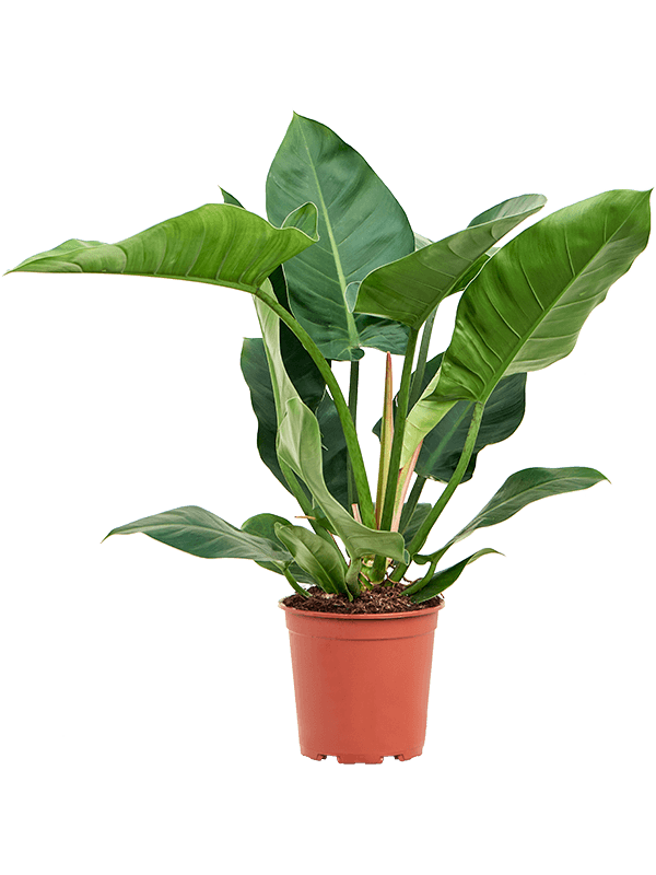 Lush Heart-Leaf Philodendron 'Imperial Green' Indoor House Plants
