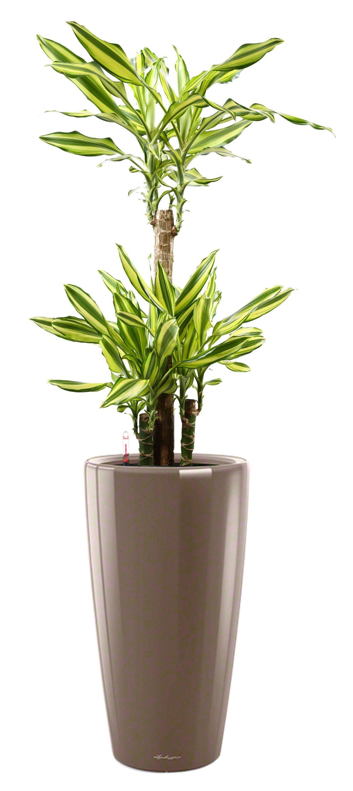 Dracaena Fragrans Mass Coast in LECHUZA RONDO Self-watering Planter, Total Height 140 cm