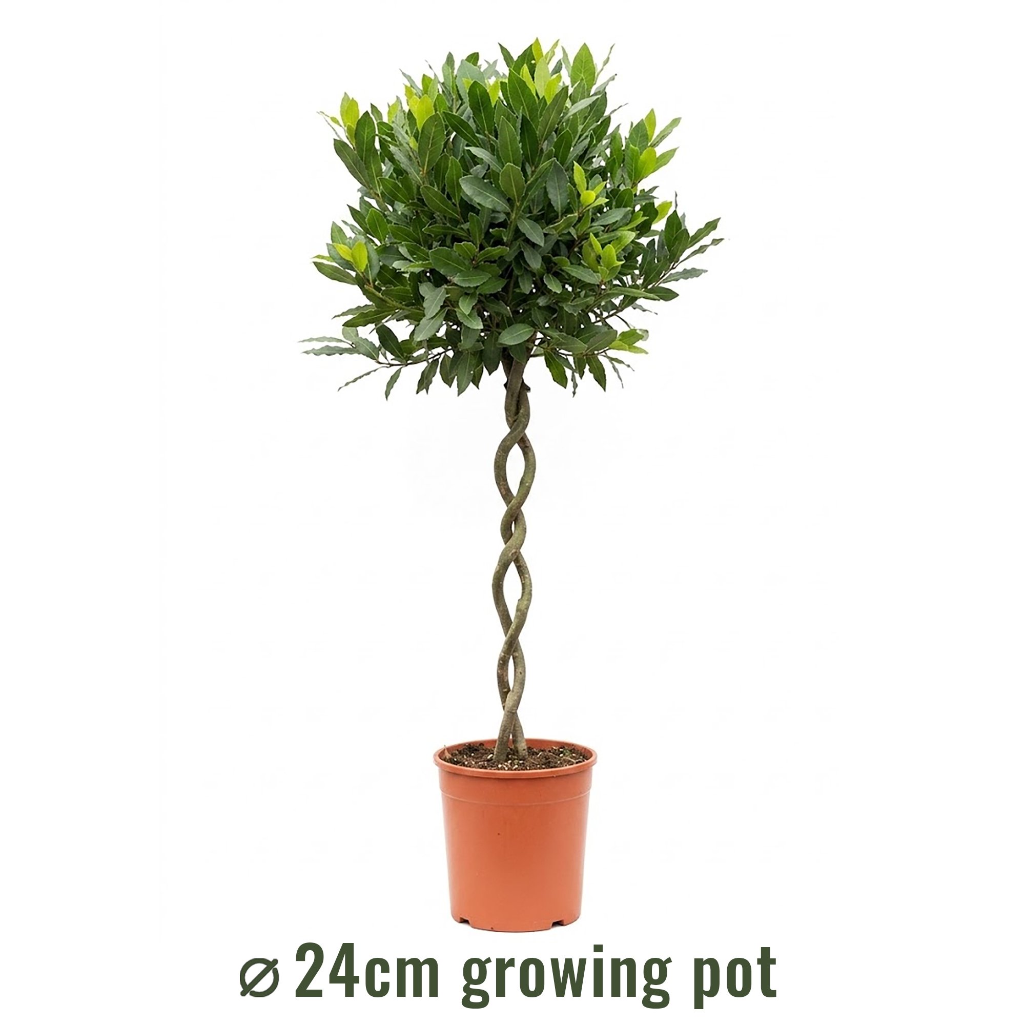 Bay Tree | Laurus nobilis