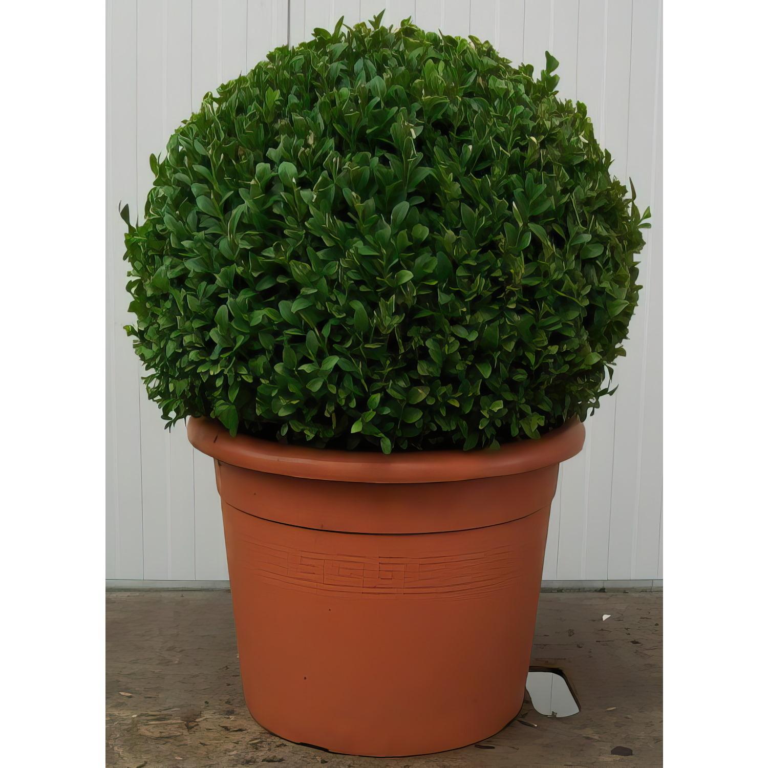 Photogenic Boxwood Buxus ball, Box ball (Buxus sempervirens)