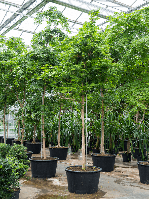 Lush Verawood Bulnesia arborea (625-675) Tall Indoor House Plants Trees