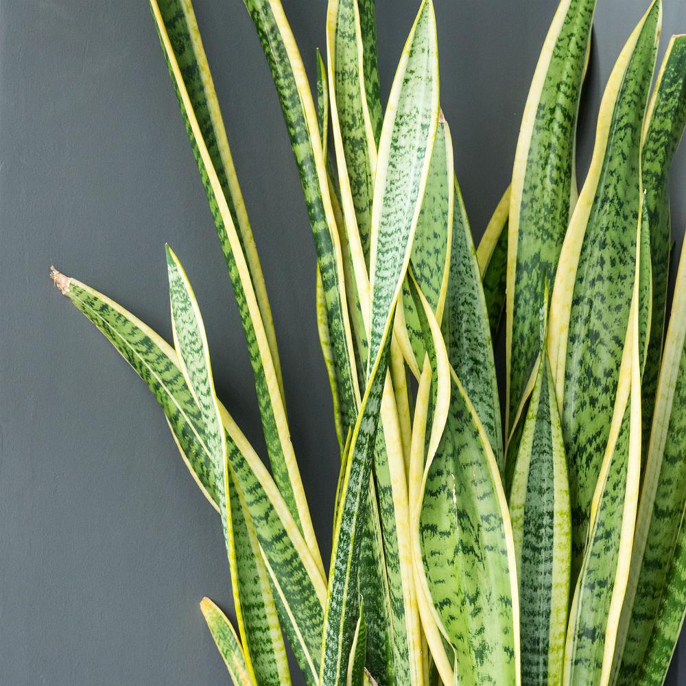 Sansevieria Laurentii in LECHUZA CUBICO Color Self-watering Planter, Total Height 80 cm