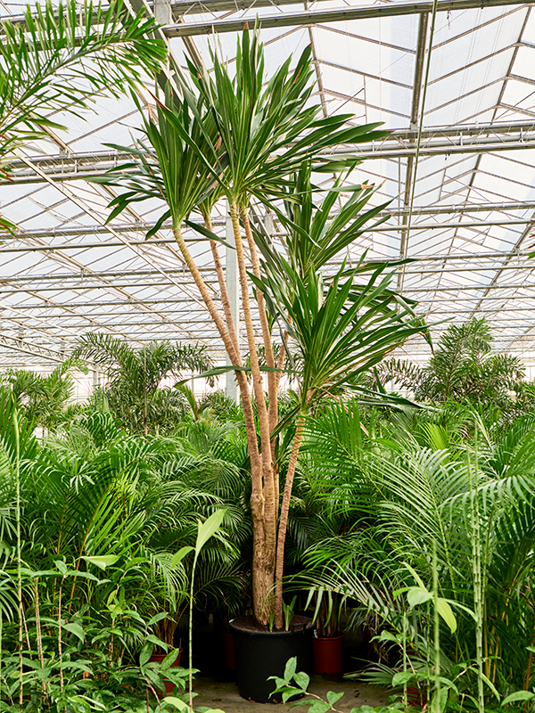 Dracaena gymea (500-550)