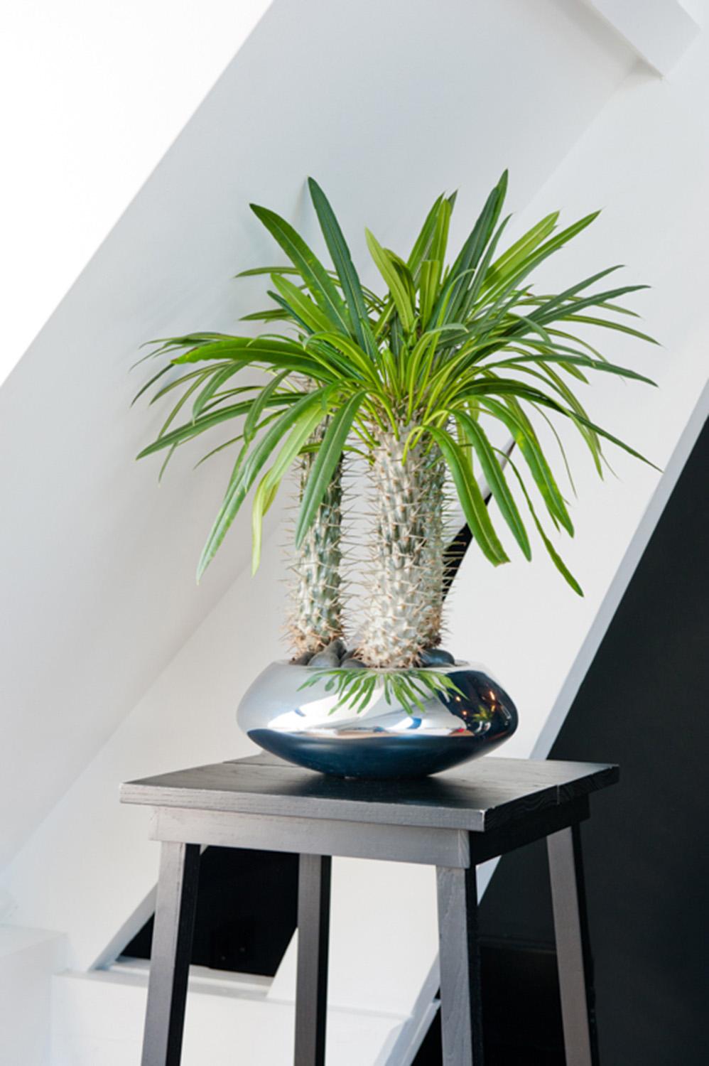 Round Fiberstone Bowl Glossy Tara Planter by Idealist Premium
