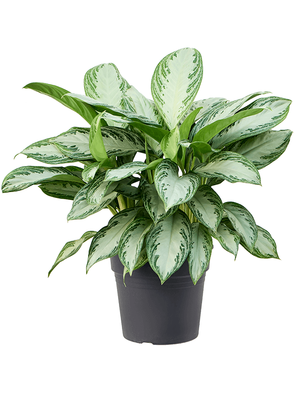 Vibrant Chinese Evergreen Aglaonema 'Silver Bay' Indoor House Plants