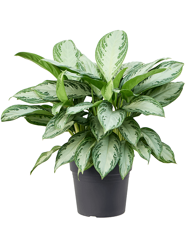 Vibrant Chinese Evergreen Aglaonema 'Silver Bay' Indoor House Plants