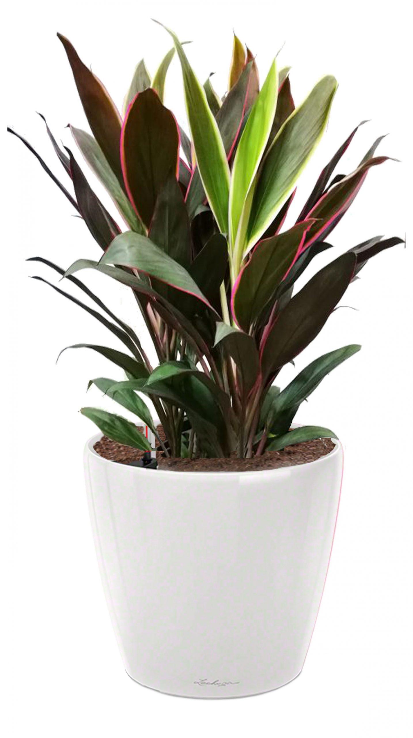 Cordyline in LECHUZA CLASSICO LS Self-watering Planter, Total Height 80 cm