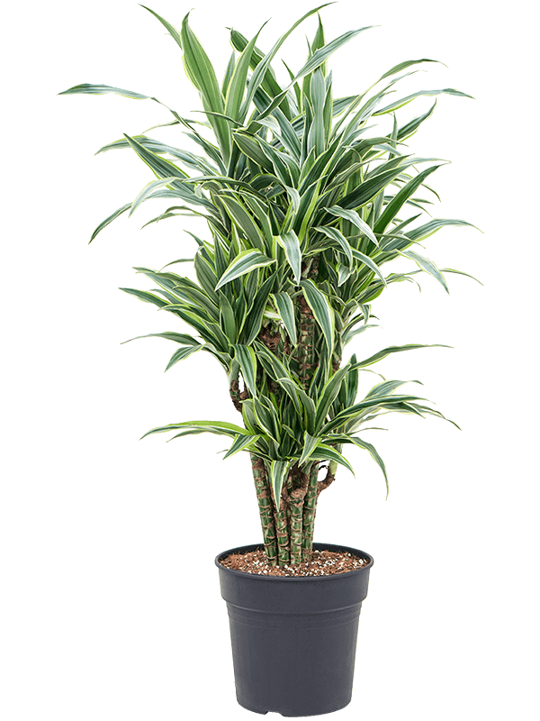 Easy-Care Corn Plant Dracaena fragrans 'Lemon Suprise' Indoor House Plants