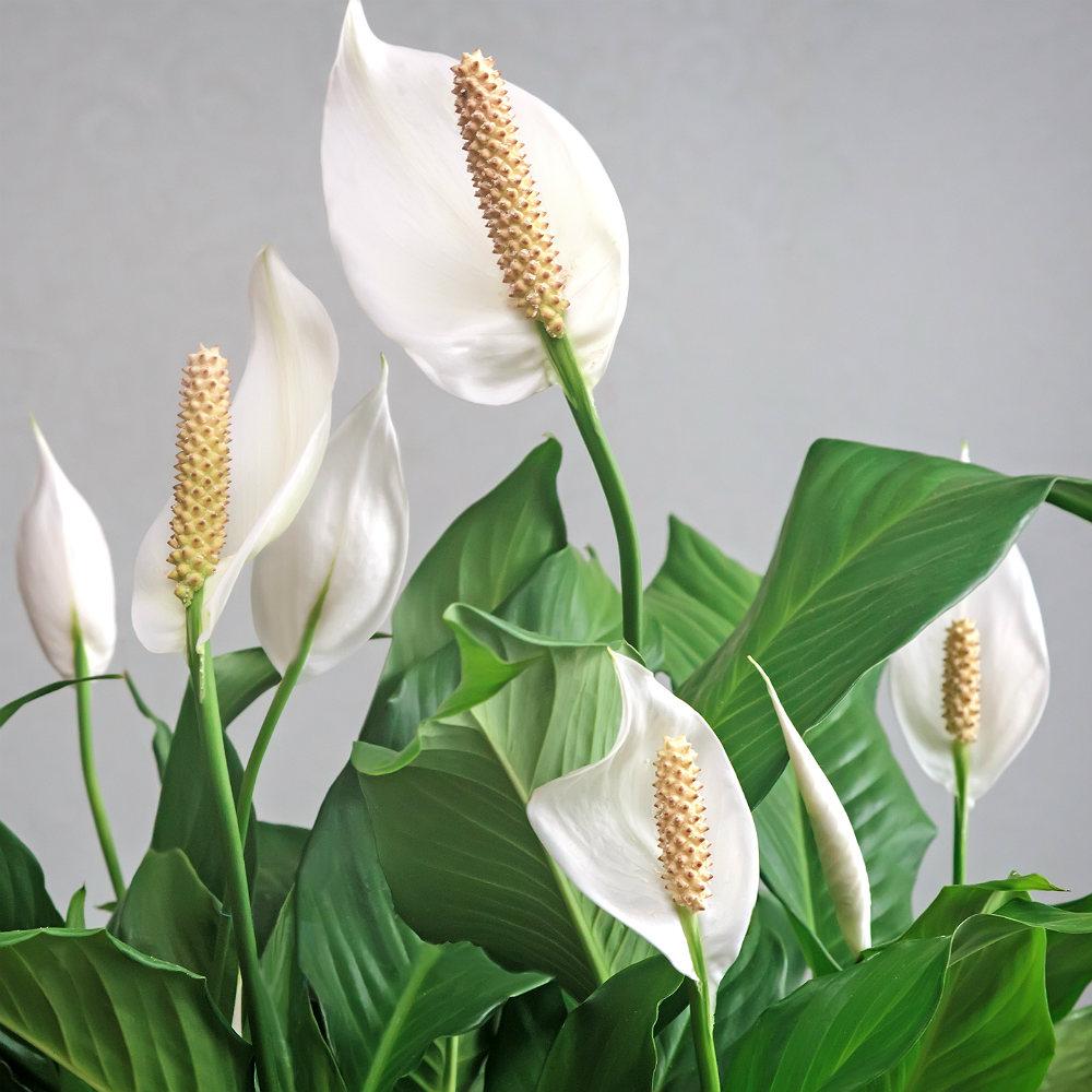 Blooming Spathiphyllum in LECHUZA-PURO Self-watering Planter, Total Height 45 cm