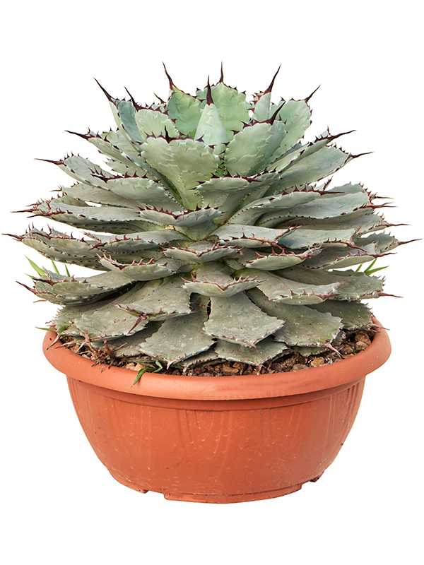 Easy-Care Agave guadalajarana Indoor House Plants