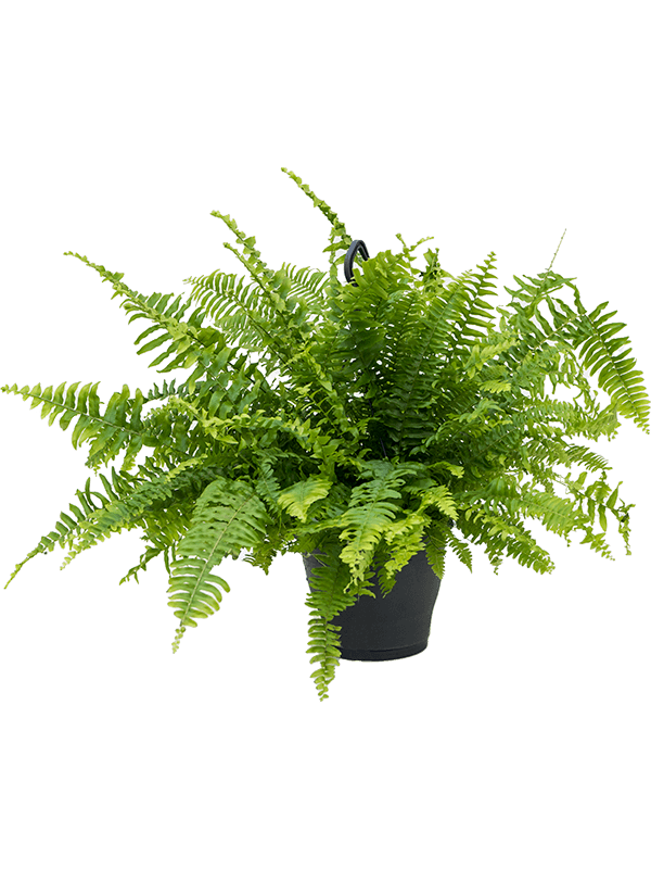 Shade-loving Boston Fern Nephrolepis exaltata 'Boston' Indoor House Plants