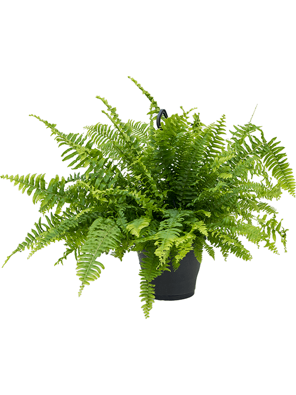 Shade-loving Boston Fern Nephrolepis exaltata 'Boston' Indoor House Plants