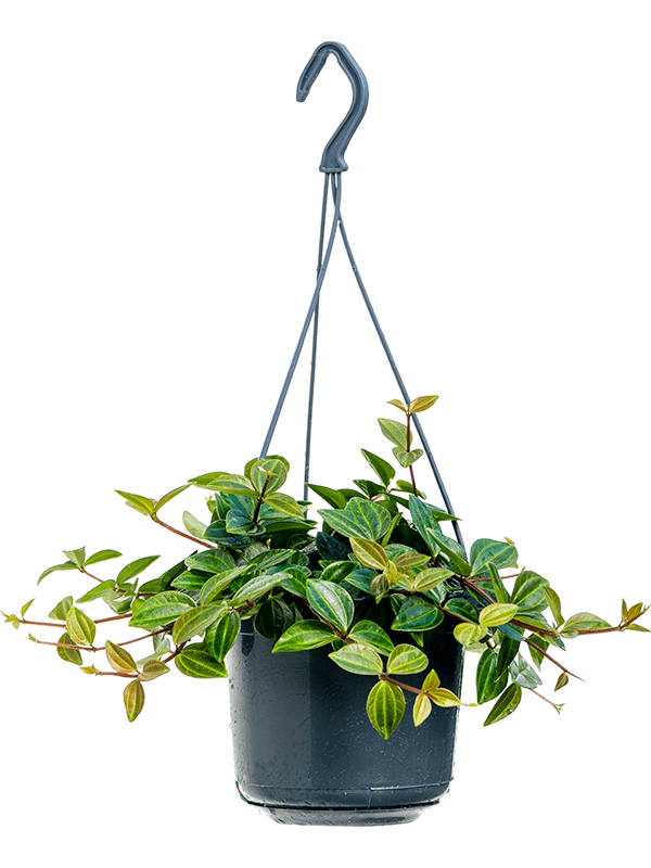 Easy-Care Dark Green Beetle Plant Peperomia angulata 'Rocca Scuro' Indoor House Plants