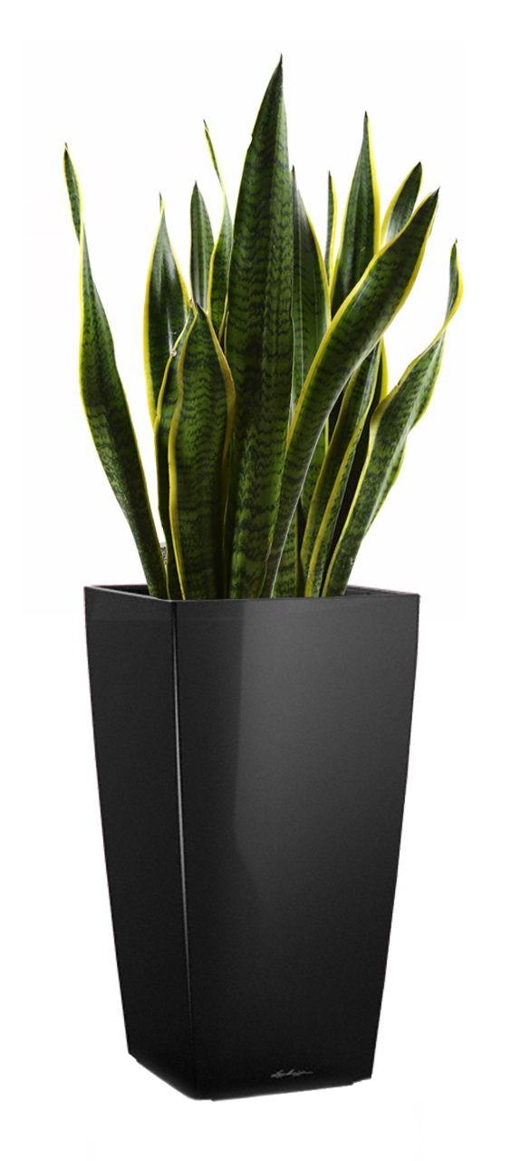 Sansevieria Laurentii in LECHUZA CUBICO Self-watering Planter, Total Height 80 cm