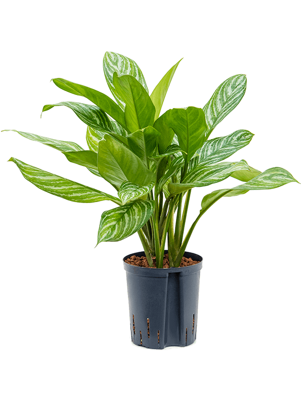 Shade-loving Chinese Evergreen Aglaonema 'Stripes' Indoor House Plants