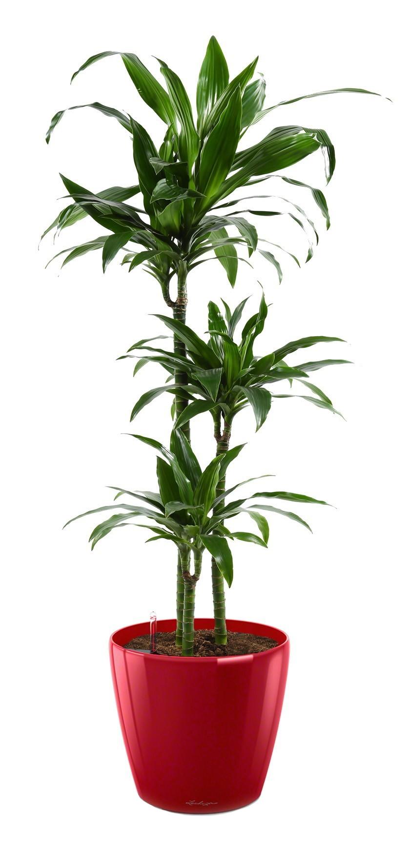 Dracaena Fragrans Janet Greig in LECHUZA CLASSICO LS Self-watering Planter, Total Height 130 cm