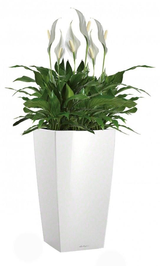 Blooming Spathiphyllum Sweet Chico in LECHUZA CUBICO Self-watering Planter, Total Height 80 cm