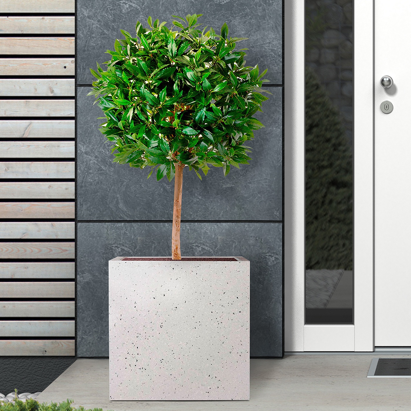 How To Take Care of Your Houseplants in Winter! How To Take Care of Your Houseplants in Winter!