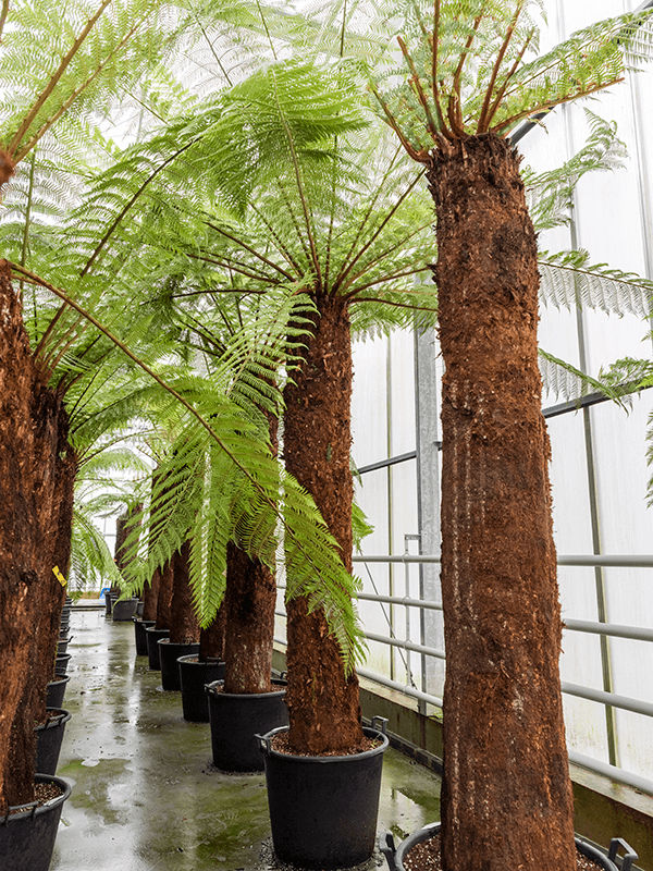 Lush Soft Tree Fern Dicksonia antarctica Tall Indoor House Plants Trees