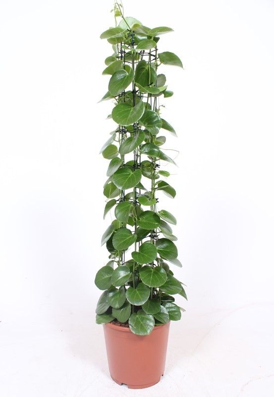 Shade-loving Grape Ivy Shade-loving Grape Ivy Cissus rotundifolia Indoor House Plants