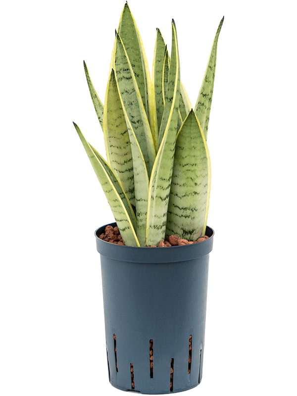Easy-Care Snake Plant Sansevieria trifasciata 'Snow White' Indoor House Plants