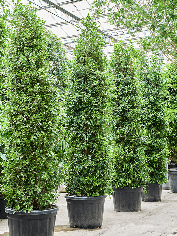 Lush Weeping Fig Ficus microcarpa ‘Nitida’ Tall Indoor House Plants Trees