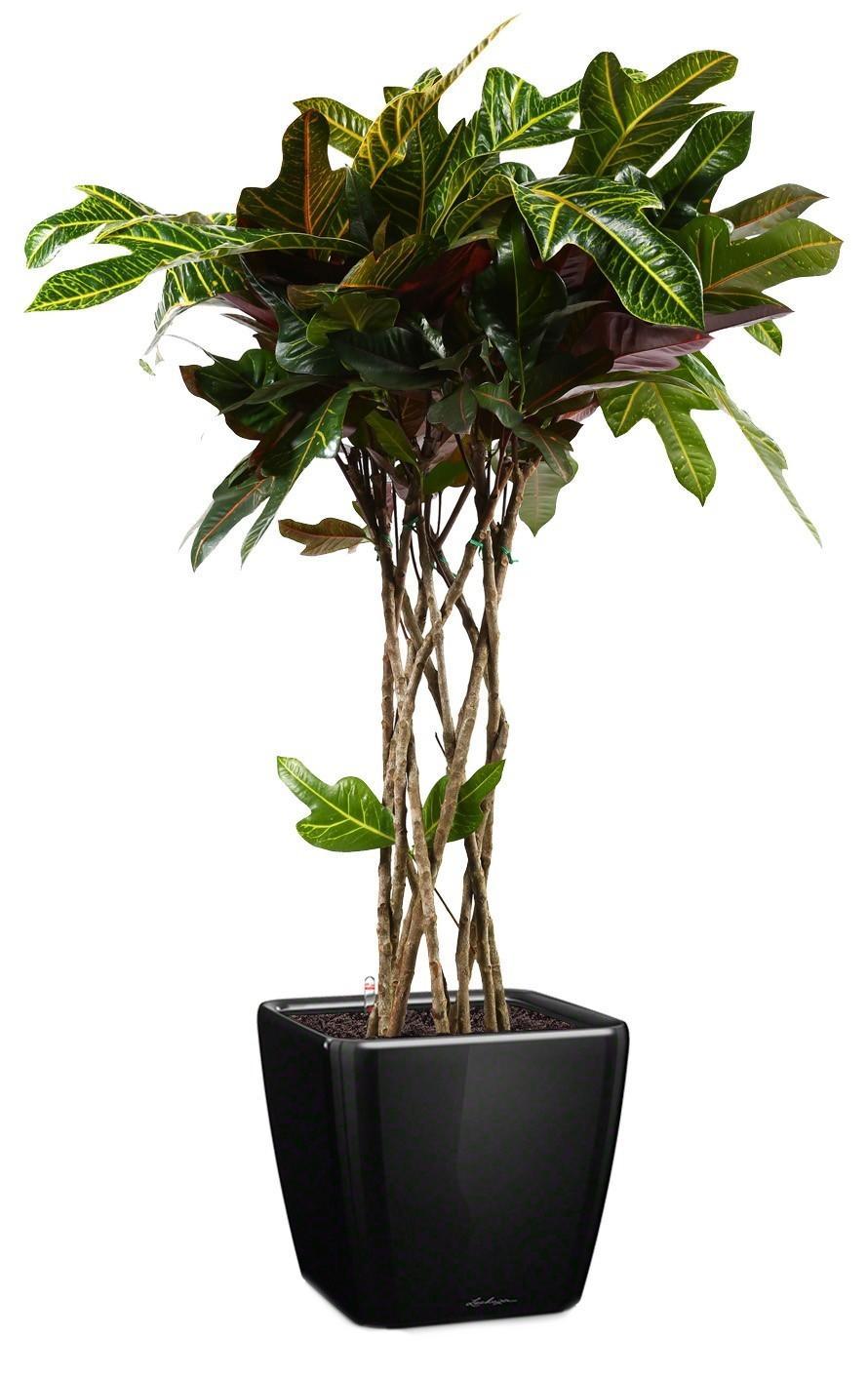 Codiaeum Cylinder in LECHUZA QUADRO LS Self-watering Planter, Total Height 120 cm