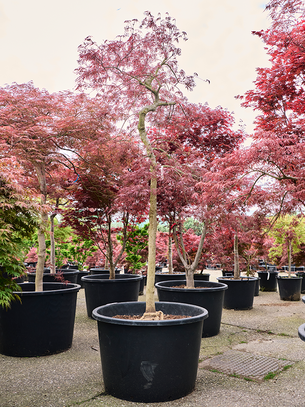 Acer pal. diss. 'Inaba-shidare'