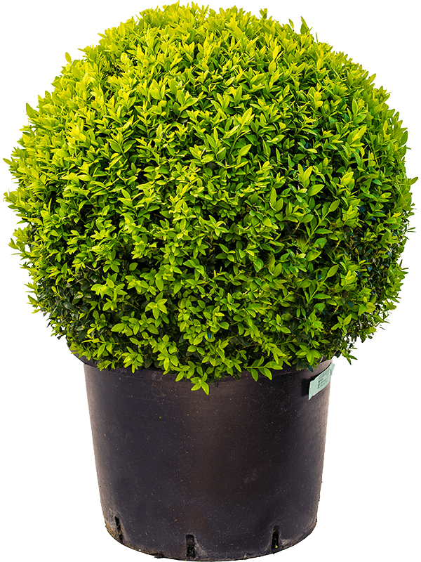 Photogenic Boxwood Buxus sempervirens
