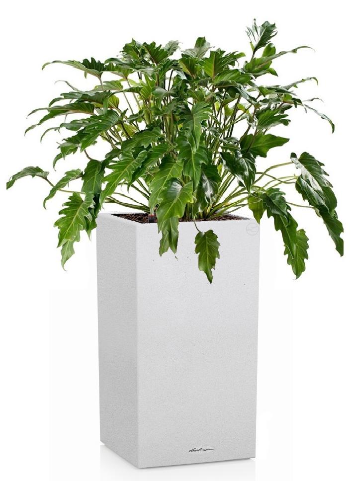Philodendron Xanadu in LECHUZA CANTO Stone High Self-watering Planter, Total Height 90 cm