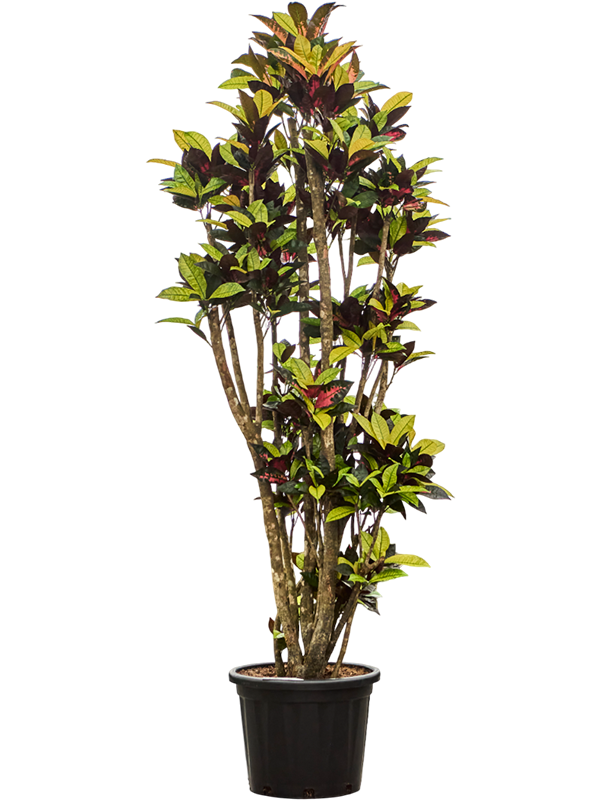 Colorful Croton (Codiaeum) variegatum 'Mrs. Iceton' Indoor House Plants