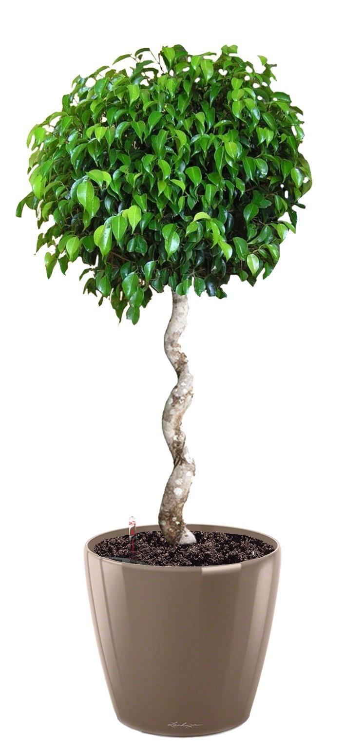 Ficus Benjamina Exotica with Spiral Stem in LECHUZA CLASSICO LS 43 Self-watering Planter, Total Heig