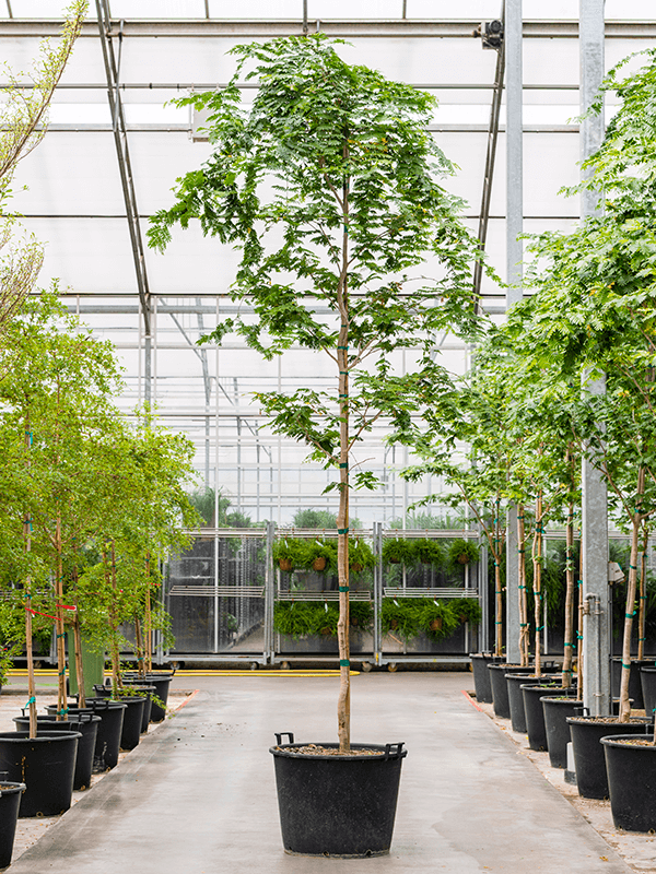 Lush Verawood Bulnesia arborea Tall Indoor House Plants Trees