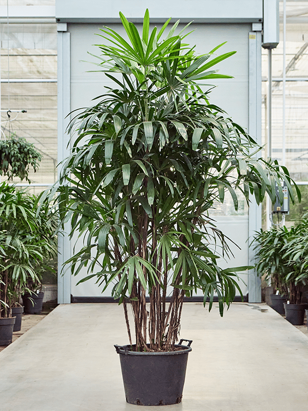 Tropical Lady Palm Rhapis excelsa Indoor House Plants