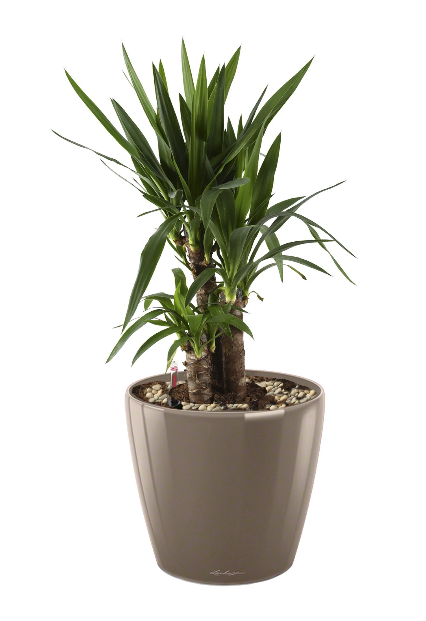 Yucca in LECHUZA CLASSICO LS Self-watering Planter, Total Height 80 cm