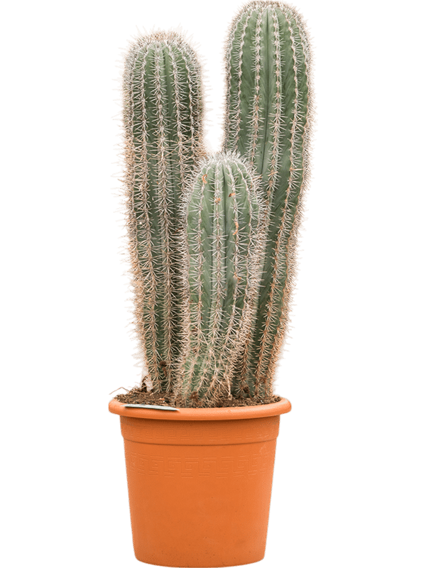 Easy-Care Mexican Giant Cactus Pachycereus pringlei Indoor House Plants