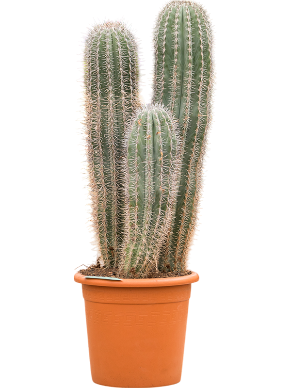 Easy-Care Mexican Giant Cactus Pachycereus pringlei Indoor House Plants