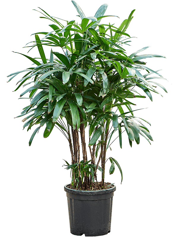 Tropical Lady Palm Rhapis excelsa Indoor House Plants