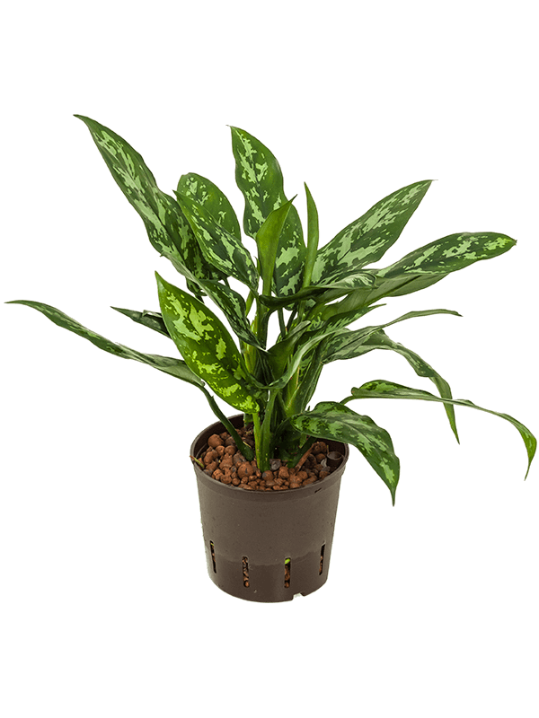 Lush Chinese Evergreen Aglaonema 'Maria' Indoor House Plants