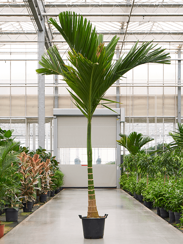 Tropical Dwarf Betel Nut Palm Areca catechu dwarf (250-350) Tall Indoor House Plants Trees