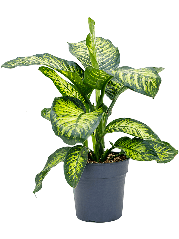 Lush Leopard Lily Dieffenbachia seguine 'Maroba' Indoor House Plants