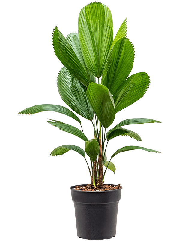 Lush Ruffled Fan Palm Licuala grandis Tall Indoor House Plants Trees