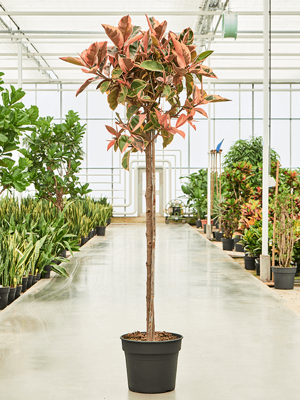 Lush Rubber Plant Ficus elastica 'Tineke' Indoor House Plants