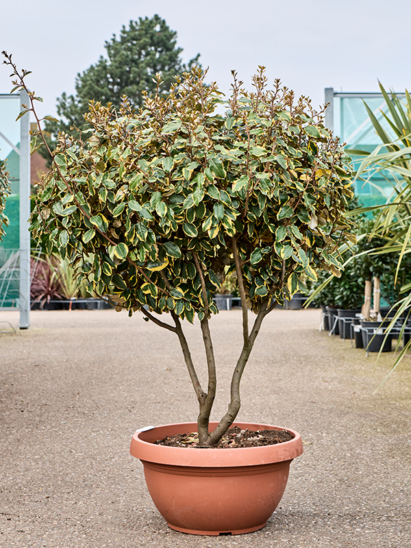 Elaeagnus ebbingei 'Viveleg'