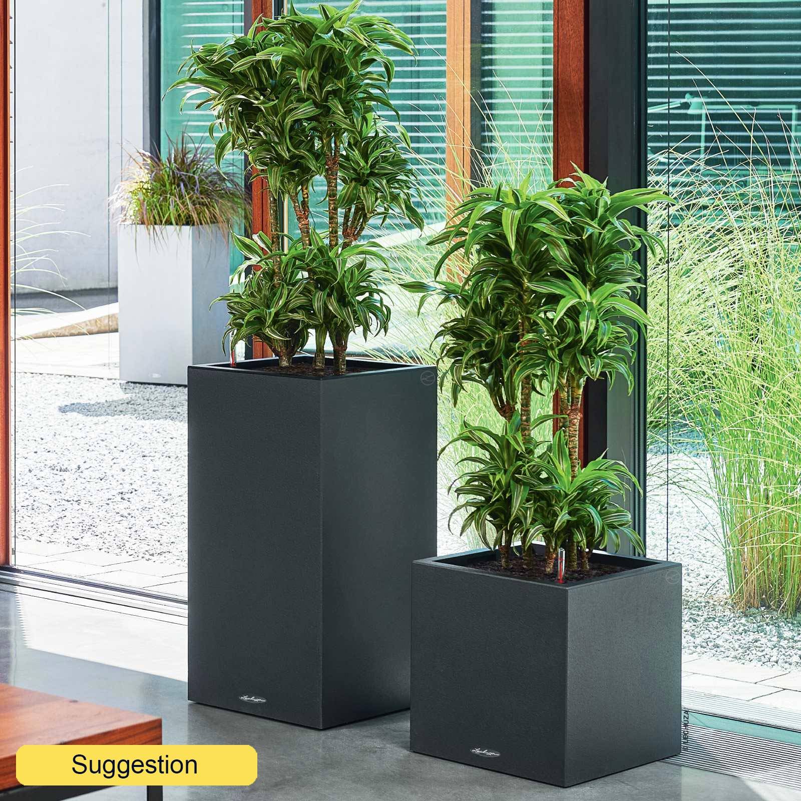 dracaena hawaiian sunshine plant Dracaena Hawaiian Sunshine main image 1