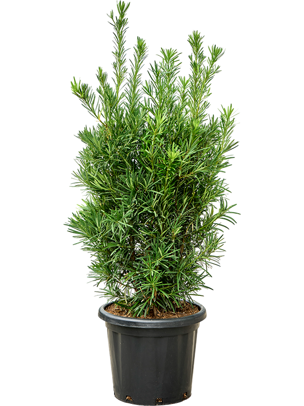 Lush Kusamaki Podocarpus macrophyllus Indoor House Plants